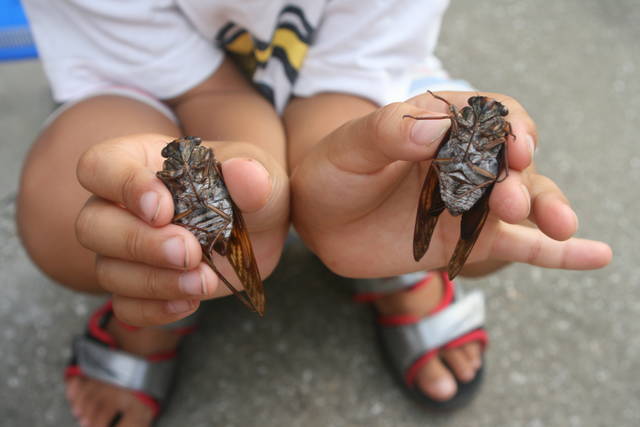 夏休みのセミとりは知育の宝庫 楽しみ方と観察のポイント Chiik チーク 乳幼児 小学生までの知育 教育メディア