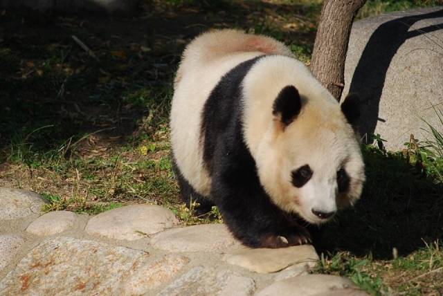 夏はナイトズー 夜の動物園 水族館を楽しもう 関西編 Chiik チーク 赤ちゃん 小学生までの知育 教育情報マガジン