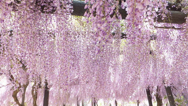 子連れにおすすめ 関西にある藤の花の名所4選 Chiik チーク 乳幼児 小学生までの知育 教育メディア