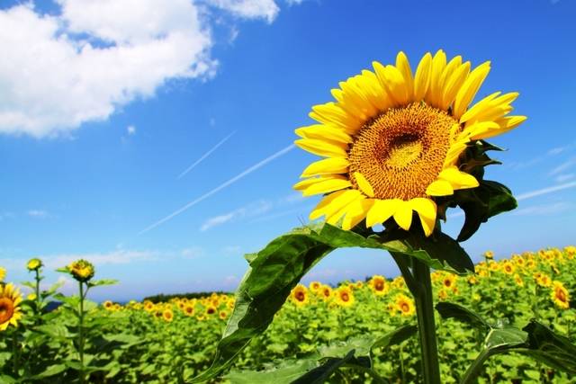 夏の花といえば ひまわりに関する基礎知識 Chiik チーク 乳幼児 小学生までの知育 教育メディア