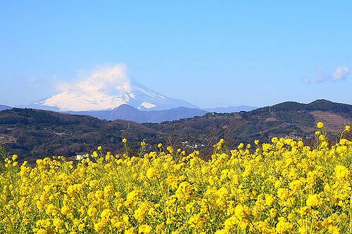 子どもと行く 関東の菜の花畑4選 Chiik