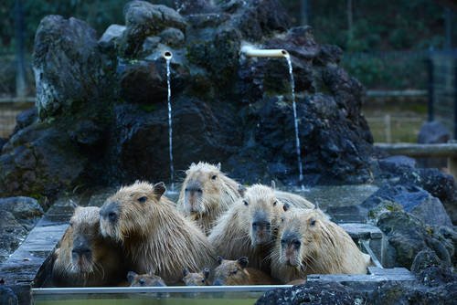 見るだけで癒される カピバラ温泉のある動物園 水族館 関東 Chiik