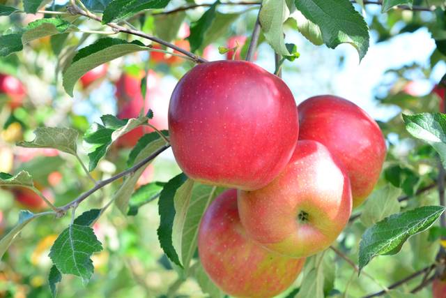 長野の人気りんご狩りスポット5選 もぎたてりんごを丸かじり Chiik チーク 乳幼児 小学生までの知育 教育メディア