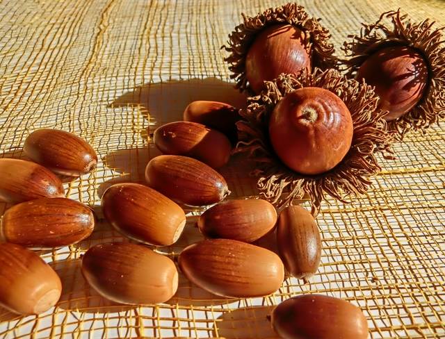 個性豊かな仲間がいっぱい！どんぐりを知ろう！ - Chiik!（チーク