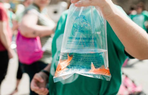 金魚すくいのコツとは 子どもとお祭りでたくさんすくう方法 Chiik チーク 乳幼児 小学生までの知育 教育メディア