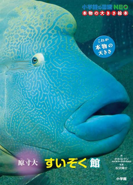 海の生き物や魚に楽しい図鑑で親しもう おすすめ図鑑5選 Chiik チーク 乳幼児 小学生までの知育 教育メディア