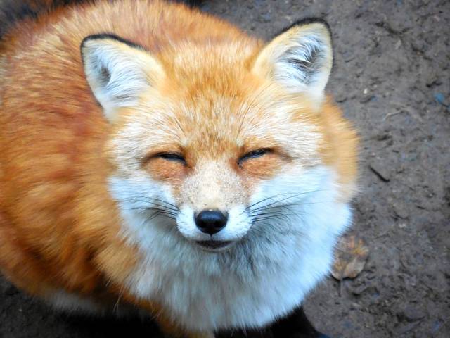 ふるぎつね
