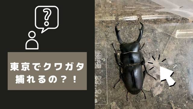 東京でクワガタ探しできる 小1昆虫博士と一緒に昆虫採集 Chiik