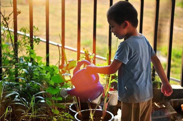 あさがお観察で子どもの考える力を伸ばす 栽培のポイントは Chiik チーク 乳幼児 小学生までの知育 教育メディア