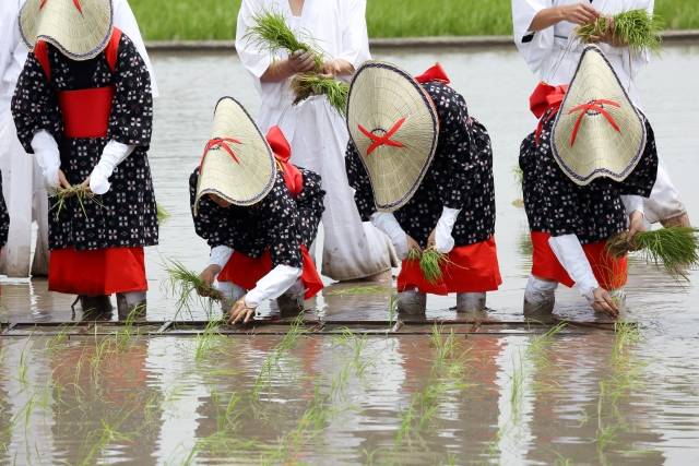 お子さまと行きたい 関西で6月に開催される御田植祭のご紹介 Chiik