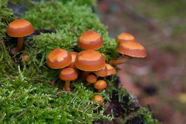 秋の野山は毒キノコに注意！触れるのも危険な毒キノコ5選 - Chiik