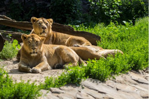 キリンが笑う動物園―環境エンリッチメント入門 (岩波科学ライブラリー) キリンが笑う動物園 : 環境エンリッチメント入門(上野吉一 著