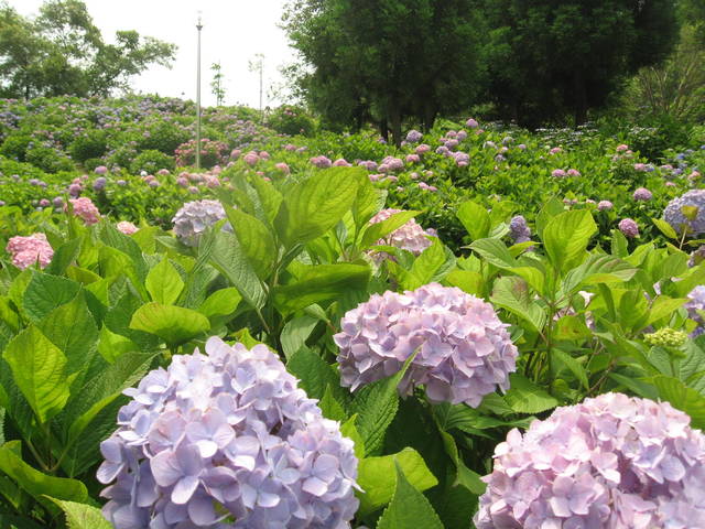 海がみえる名所も 関西のあじさい名所4選 Chiik