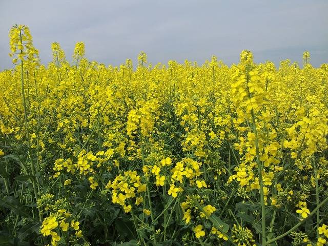 春のお出かけにピッタリ 関西にある菜の花畑4選 Chiik チーク 乳幼児 小学生までの知育 教育メディア