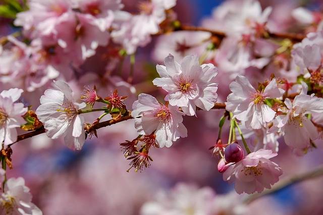 桜 を英語で言えるかな 子どもと一緒に覚えたい花の英語名10 Chiik