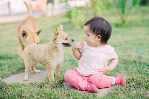 赤ちゃんや幼児のいる家庭も飼いやすい動物4選 Chiik チーク 乳幼児 小学生までの知育 教育メディア