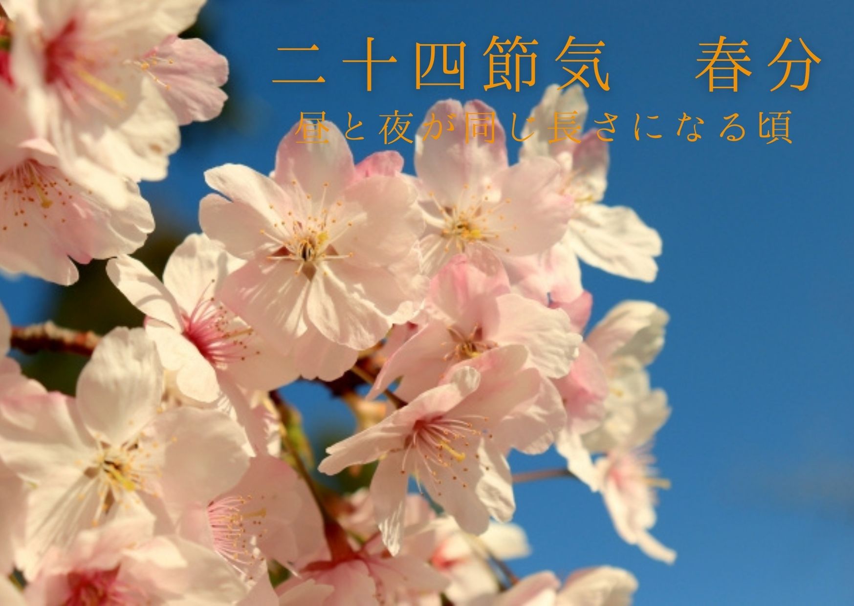 二十四節気春分桜