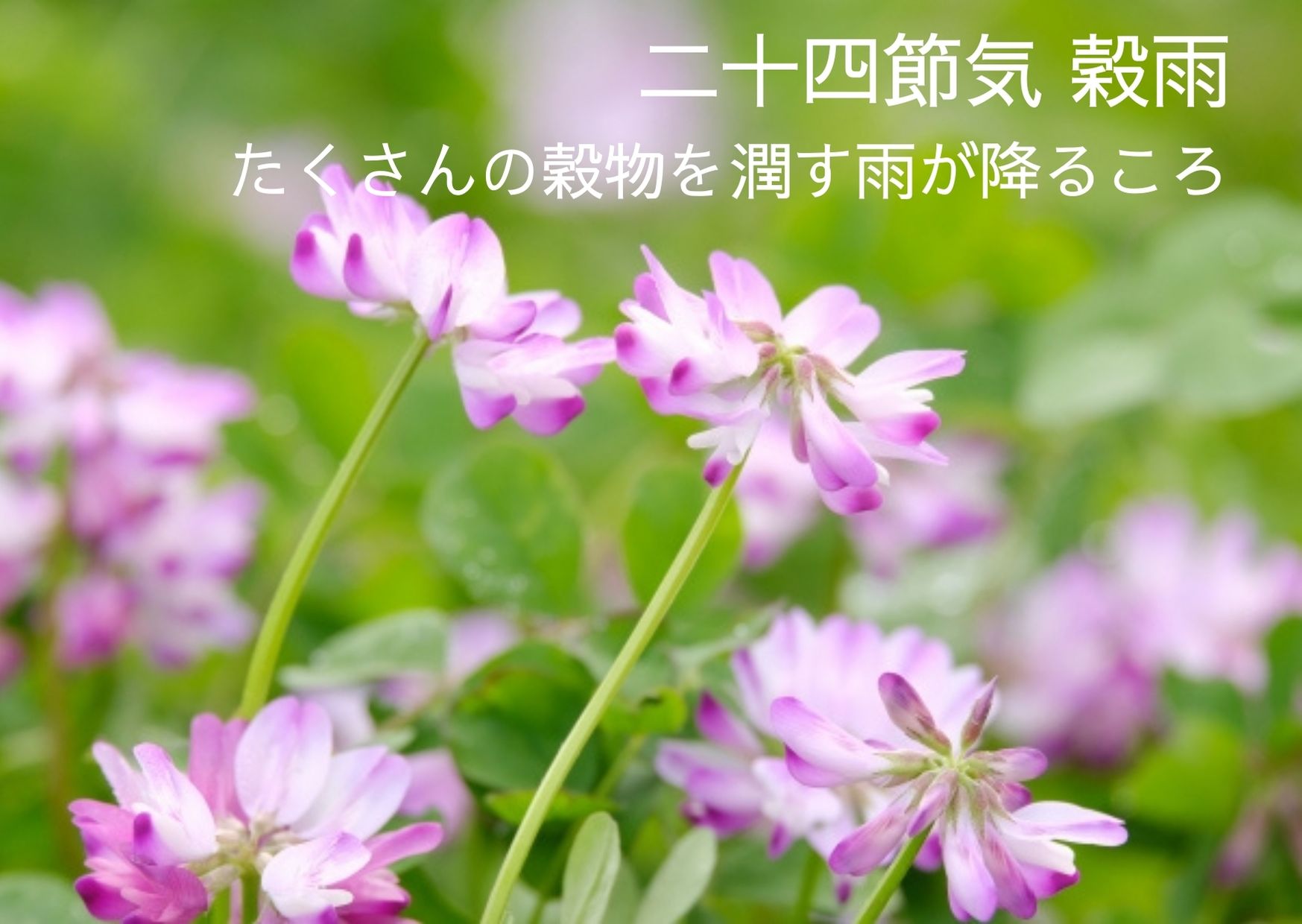 春の二十四節気 穀雨 こくう はたくさんの穀物を潤す雨が降るころ 22年は4月日 Chiik チーク 乳幼児 小学生までの知育 教育メディア