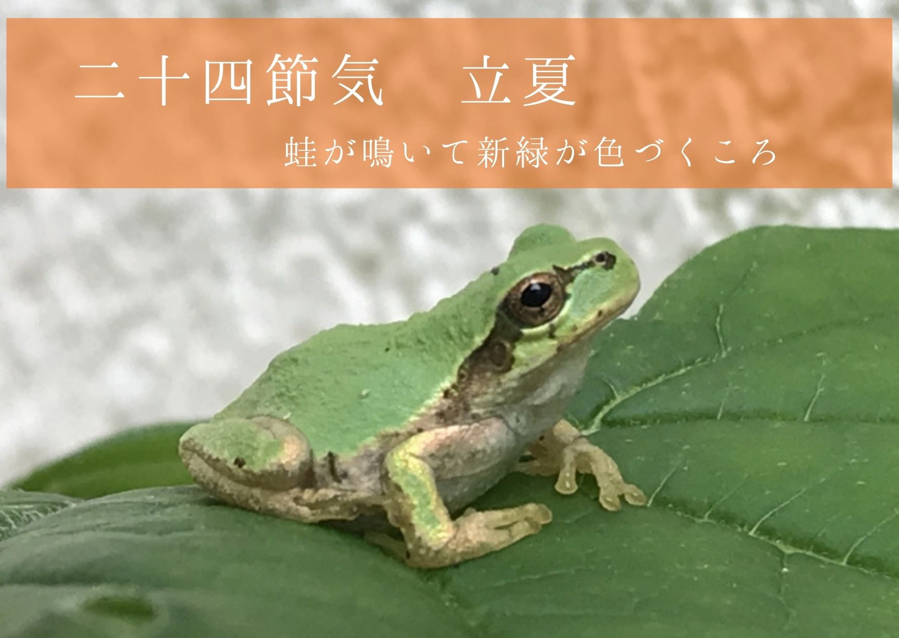 夏の二十四節気 立夏 りっか は蛙が鳴いて新緑が色づくころ 21年は5月5日 Chiik