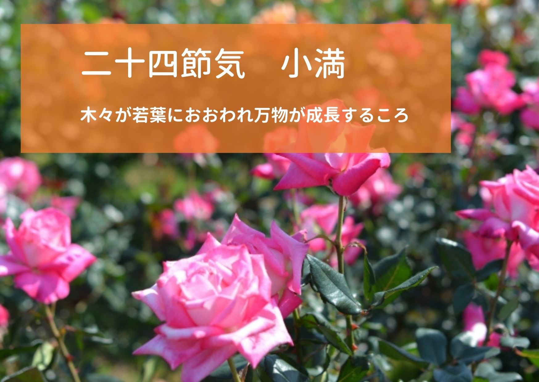 夏の二十四節気 小満 しょうまん は木々が若葉におおわれ万物が成長するころ 21年は5月21日 Chiik