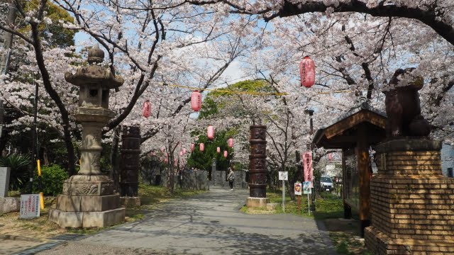 大山緑地の桜風景