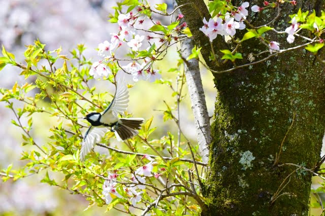 野鳥と桜風景