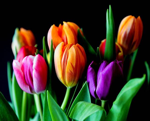 無料の写真: 花, チューリップ, 花束, 切り花, カラフル, 色, 植物 - Pixabayの無料画像 - 429041 (1525)