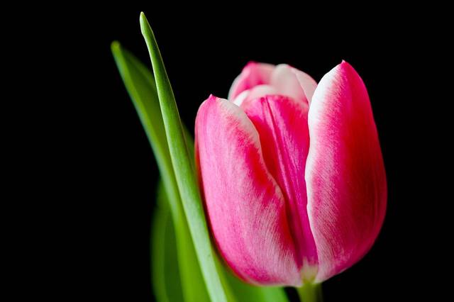 無料の写真: チューリップ, 花, スプリング, ピンク - Pixabayの無料画像 - 328428 (1534)