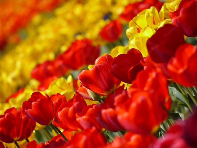 無料の写真: チューリップ, 赤, 黄, 花, 春, 植物 - Pixabayの無料画像 - 67410 (1610)