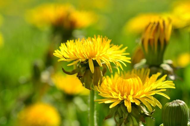 無料の写真: タンポポ, 黄色, スプリング, 先の尖った花, 牧草地, 黄色の花 - Pixabayの無料画像 - 737605 (1671)