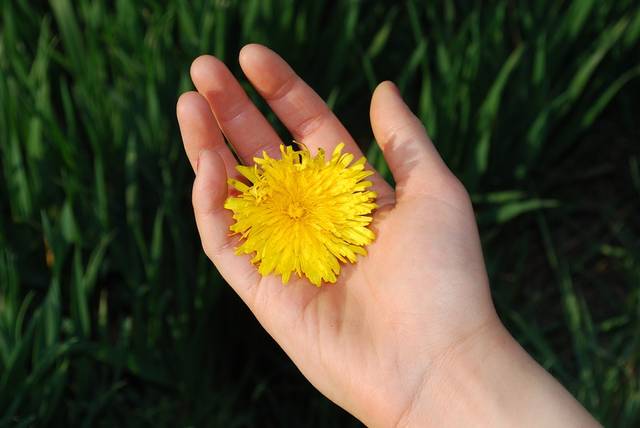 無料の写真: タンポポ, 花, 花柄, 花弁, 明るい, ブルーム, 植物, 植物学 - Pixabayの無料画像 - 321297 (1707)