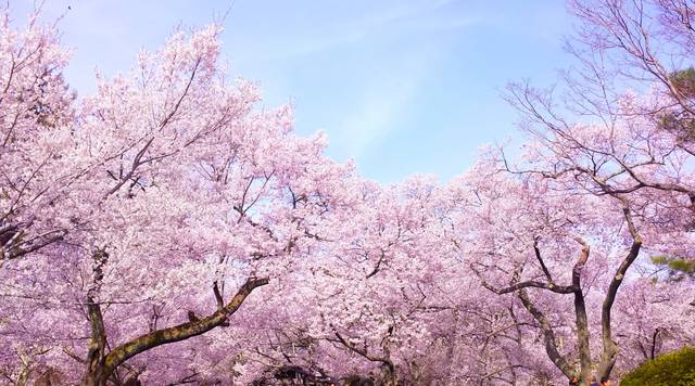 春爛漫　満開の桜がある風景(バックグラウンド)　07｜写真素材なら「写真AC」無料（フリー）ダウンロードOK (1898)