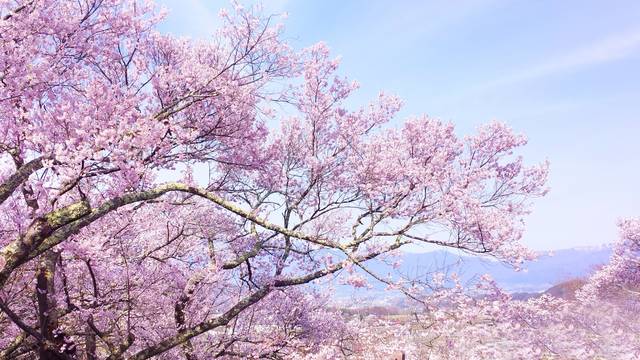 春爛漫　満開の桜がある背景テクスチャ（バックグラウンド）　06｜写真素材なら「写真AC」無料（フリー）ダウンロードOK (1993)