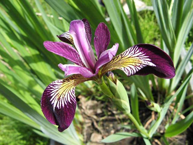 無料の写真: アイリス, 紫, アヤメ科, 濃い紫色, バイオレット, 花 - Pixabayの無料画像 - 967891 (4264)