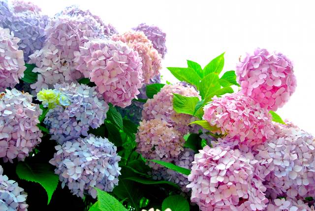 群れて咲く紫陽花｜写真素材なら「写真AC」無料（フリー）ダウンロードOK (4642)