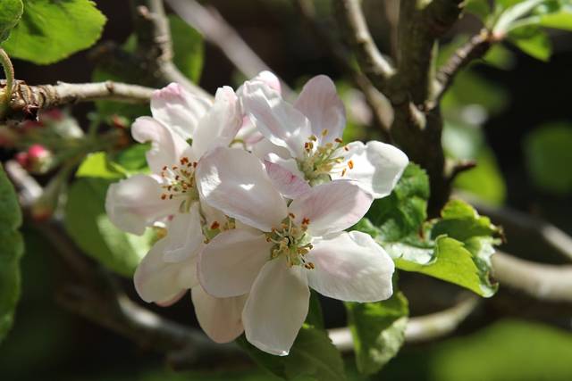 無料の写真: ブロッサム, リンゴの花, ピンク, 春, グリーン, ツリー - Pixabayの無料画像 - 1091201 (4760)