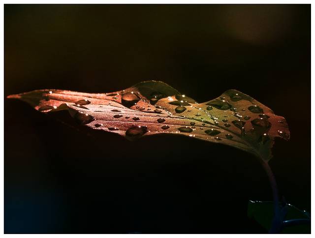 無料の写真: 葉, 朝早く, 雨の後, 朝顔, 雨の雫, 自然, 森林, マクロ - Pixabayの無料画像 - 183283 (9089)