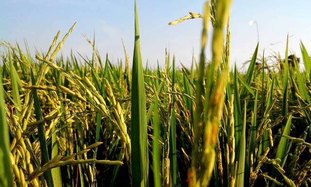 無料の写真: 米, 田んぼ, 葉, 緑, 植物, 健康, 栄養, 有機 - Pixabayの無料画像 - 704608 (9095)