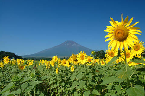 ひまわり開花予定 | 山中湖花の都公園 - 富士山・山中湖観光スポット (11565)