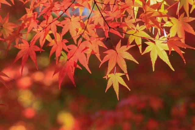 秋の彩り｜写真素材なら「写真AC」無料（フリー）ダウンロードOK (20630)
