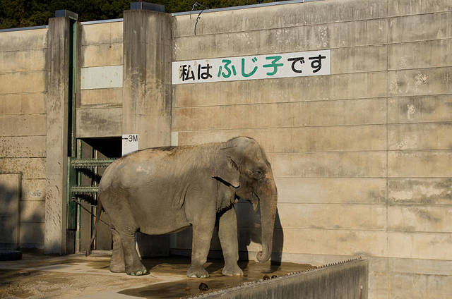 File:Asian Elephant Fujiko.jpg - Wikimedia Commons (41667)