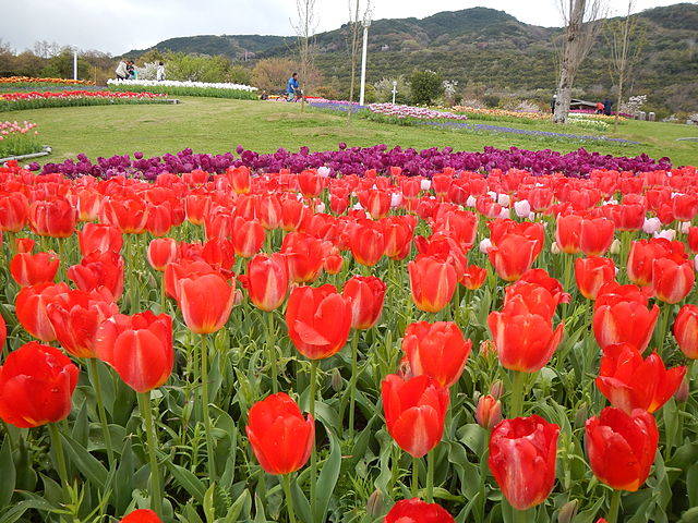 File:Tulip (3).JPG - Wikimedia Commons (42859)