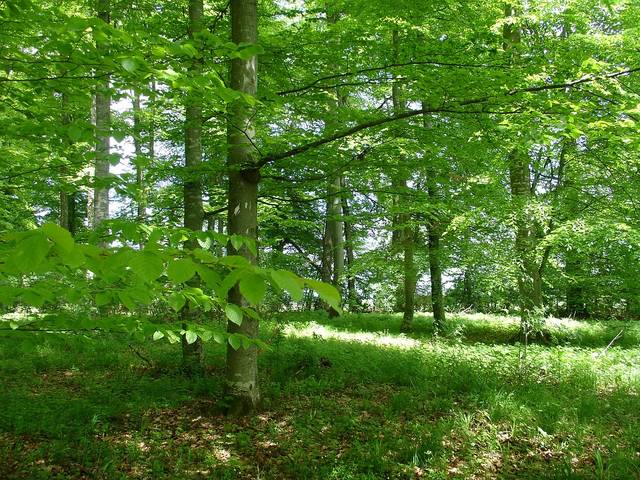 無料の写真: フォレスト, 自然公園, 自然, ハイキング, 木, シェーンブーフ - Pixabayの無料画像 - 2070951 (44618)