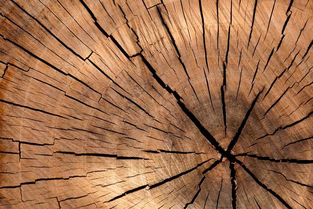 無料の写真: 背景, ブラウン, 円, カット, 詳細, ログ, 木材, 自然 - Pixabayの無料画像 - 84678 (44627)
