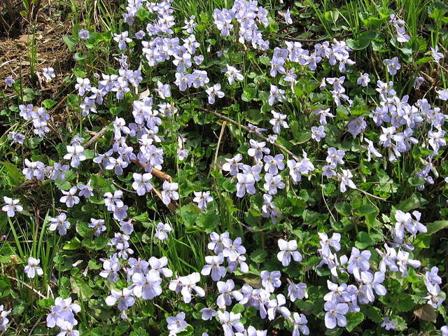 File:Viola grypoceras3.JPG - Wikimedia Commons (44823)