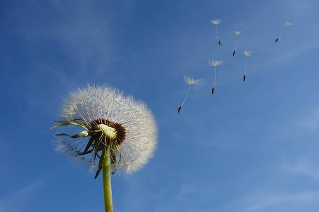 無料の写真: タンポポ, 空, 花, 自然, 種子, 植物, スプリング, クローズ - Pixabayの無料画像 - 463928 (49825)