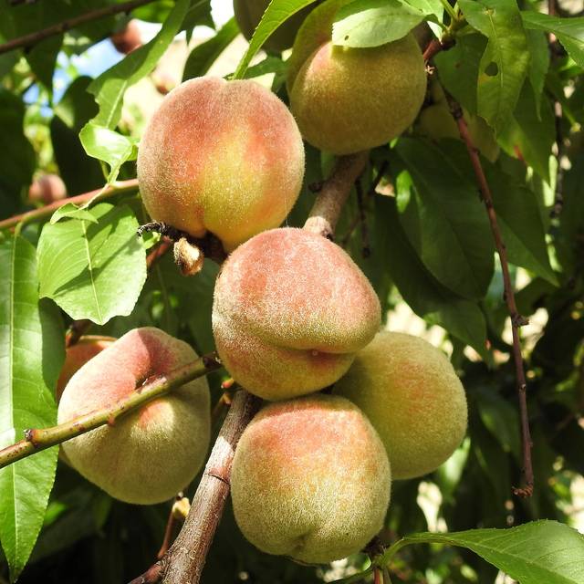 無料の写真: 桃, 桃の木, フルーツ, 食べる - Pixabayの無料画像 - 1586953 (53414)