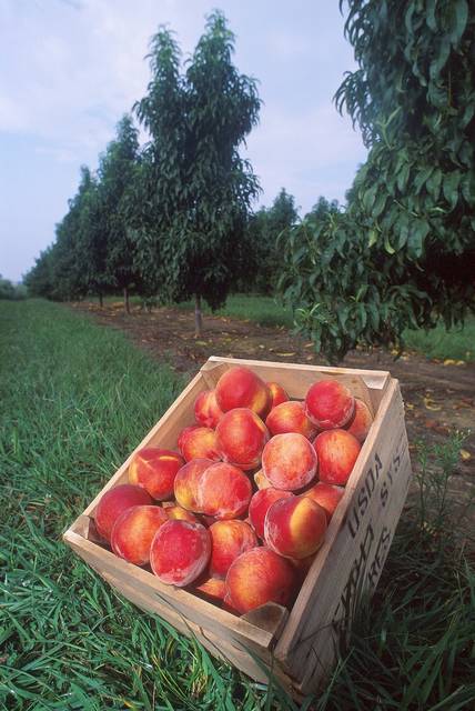 無料の写真: 桃, 新鮮な, フルーツ, 甘い, 熟した, ジューシーです - Pixabayの無料画像 - 1735011 (53417)