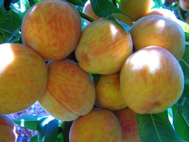 無料の写真: 黄赤桃, フルーツ, 夏 - Pixabayの無料画像 - 863356 (53422)