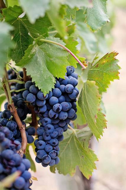 無料の写真: ブドウ, ワイン用ブドウ, 紫色のブドウ, ナパ, ワイン, フルーツ - Pixabayの無料画像 - 1952033 (53434)